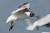 1cy Black-headed Gull in July. (85237 bytes)